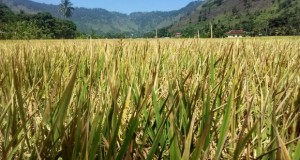 Bibit Padi Andalan, Pemerintah Jatim. Siapkan!!!